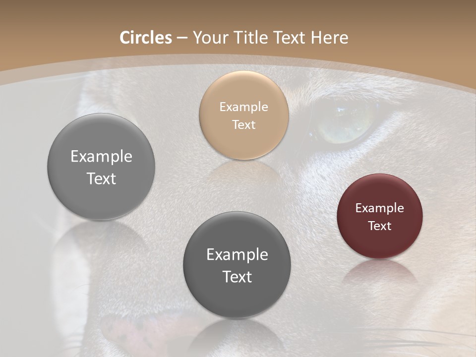 Puma Animal PowerPoint Template