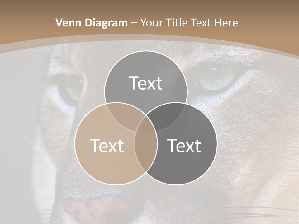 Puma Animal PowerPoint Template