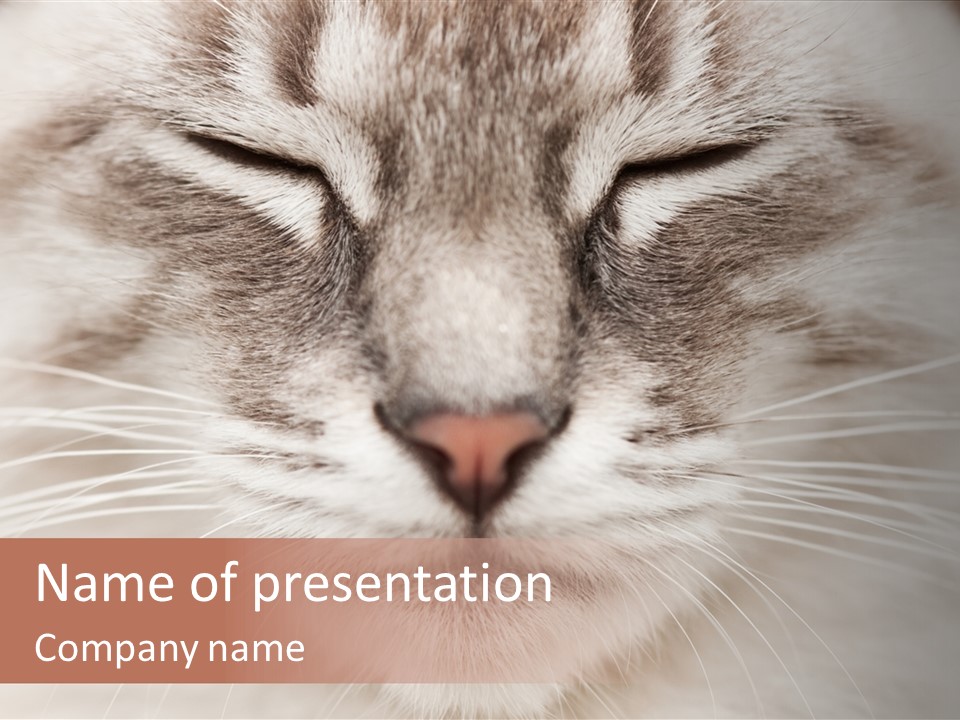 Cat Face Up Close PowerPoint Template