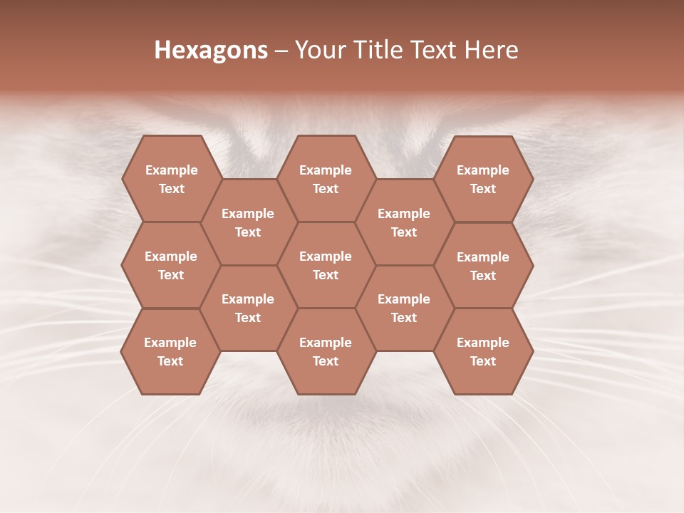 Cat Face Up Close PowerPoint Template