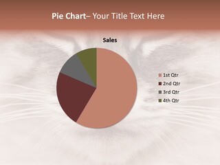 Cat Face Up Close PowerPoint Template