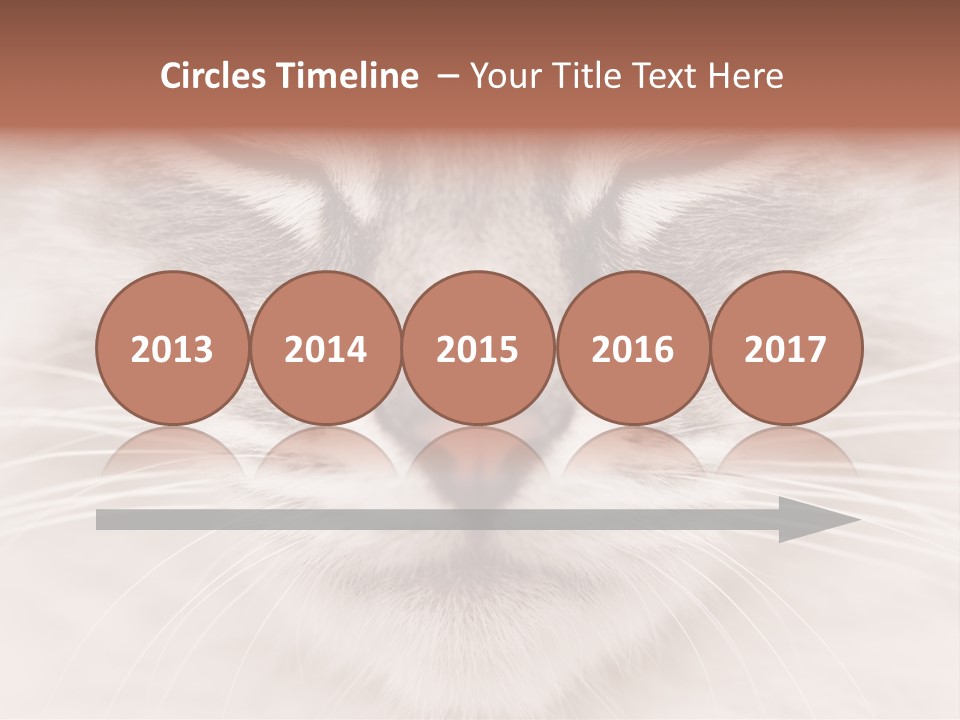 Cat Face Up Close PowerPoint Template