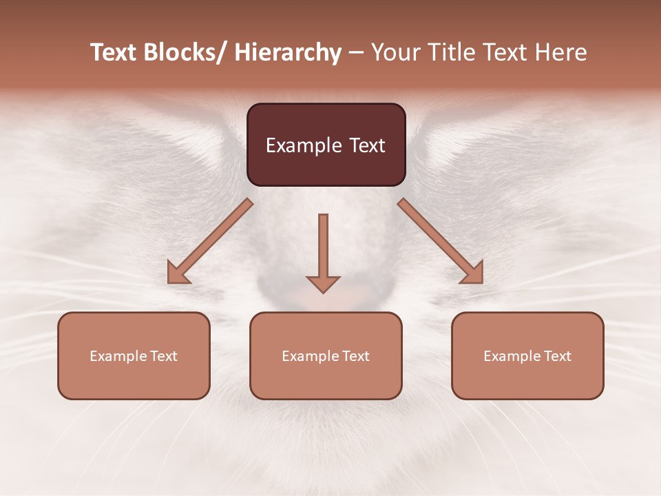 Cat Face Up Close PowerPoint Template