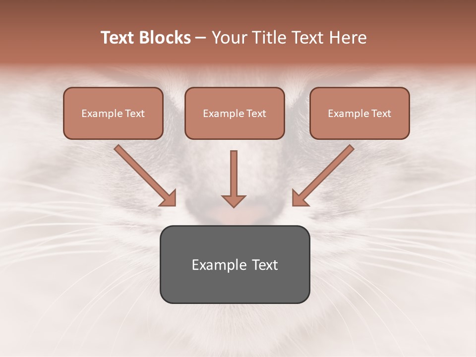 Cat Face Up Close PowerPoint Template
