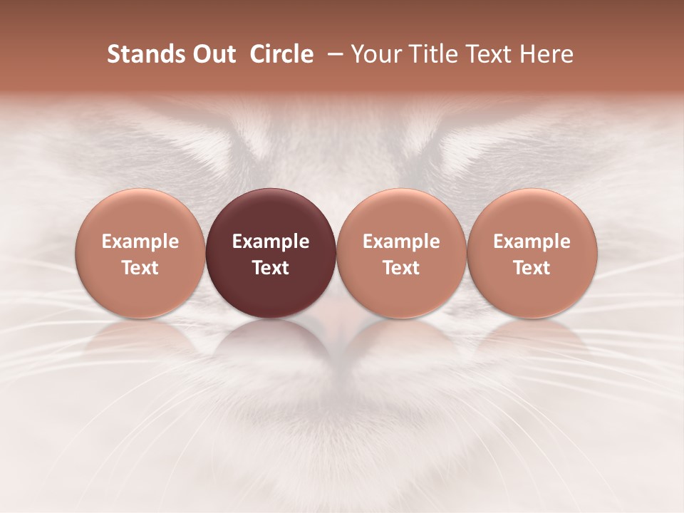 Cat Face Up Close PowerPoint Template