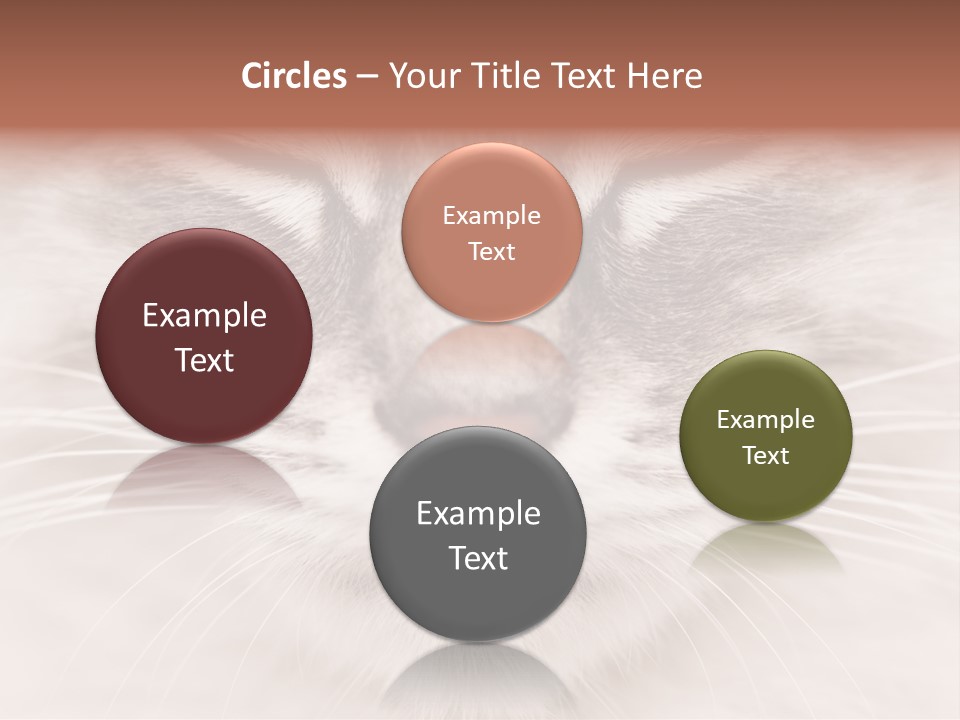 Cat Face Up Close PowerPoint Template