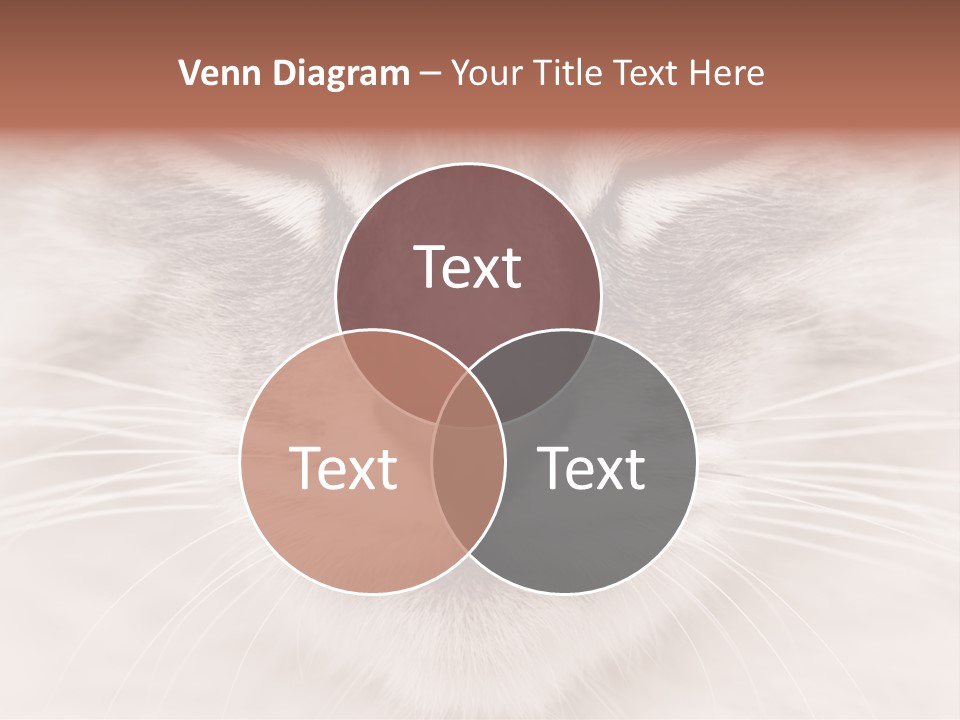 Cat Face Up Close PowerPoint Template