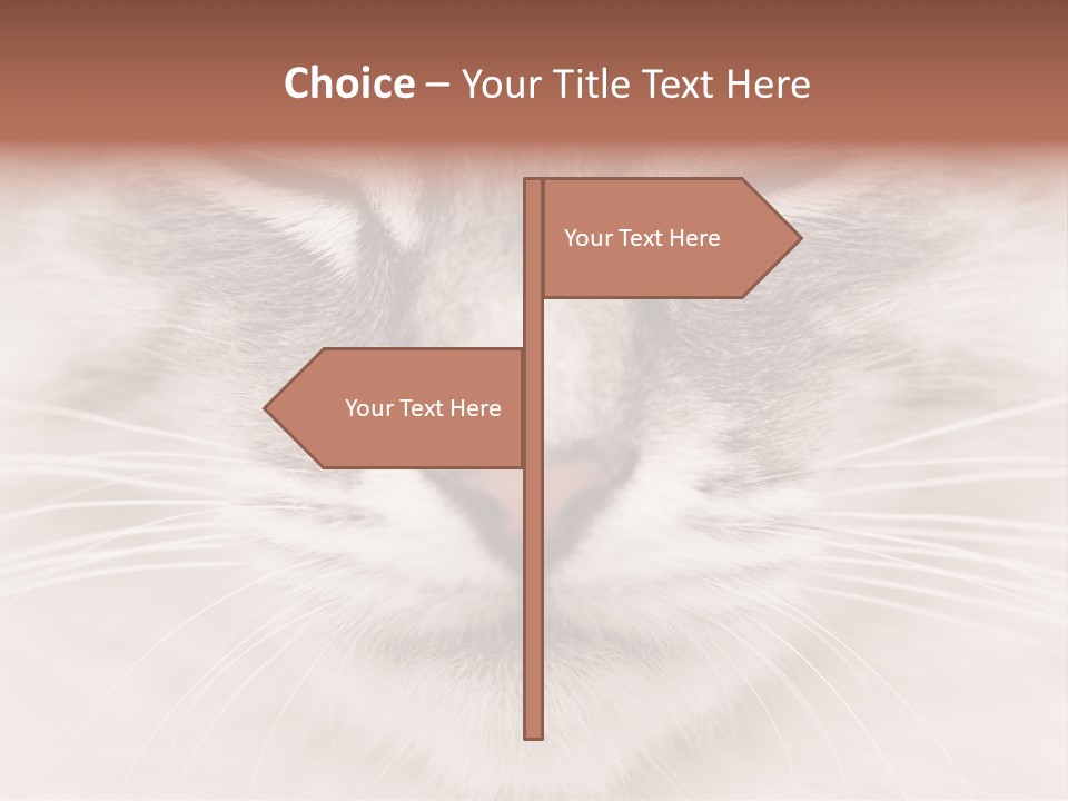 Cat Face Up Close PowerPoint Template