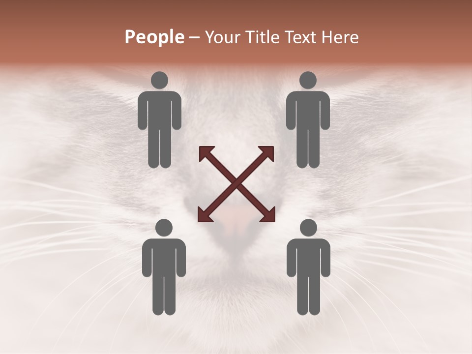 Cat Face Up Close PowerPoint Template