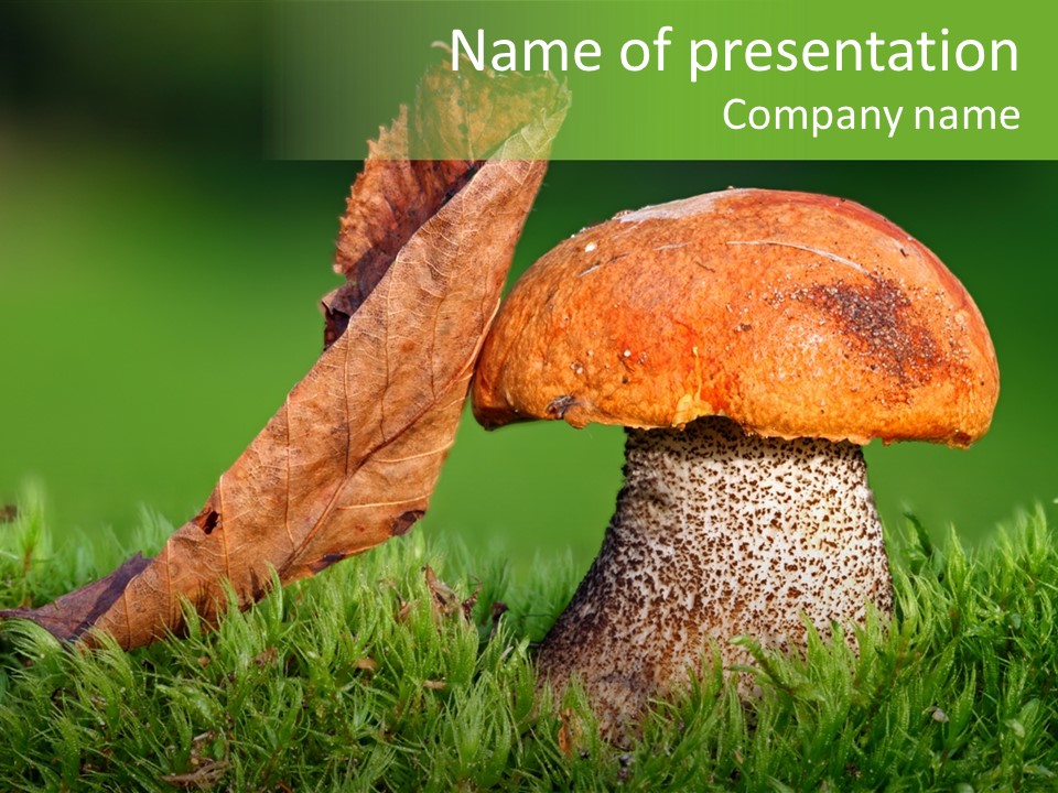 Mushrooms PowerPoint Template