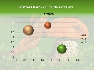 Mushrooms PowerPoint Template