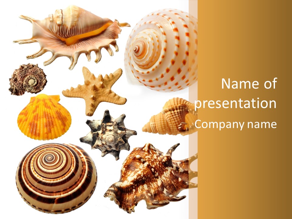 Beautiful Shells PowerPoint Template