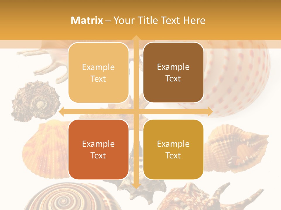 Beautiful Shells PowerPoint Template