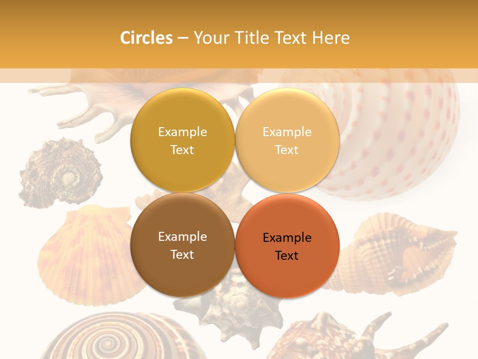 Beautiful Shells PowerPoint Template