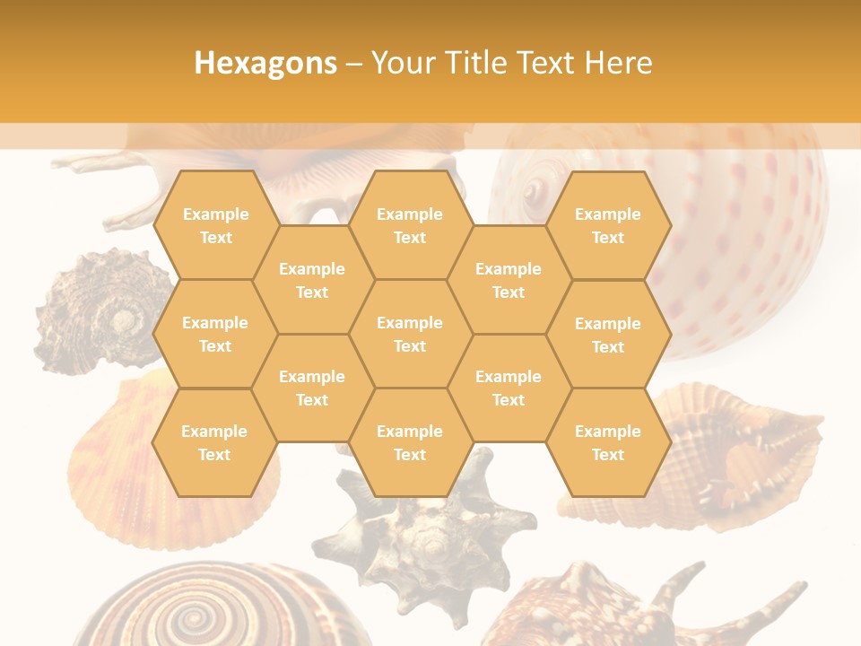 Beautiful Shells PowerPoint Template