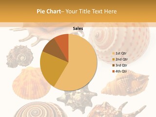 Beautiful Shells PowerPoint Template