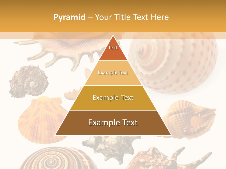 Beautiful Shells PowerPoint Template