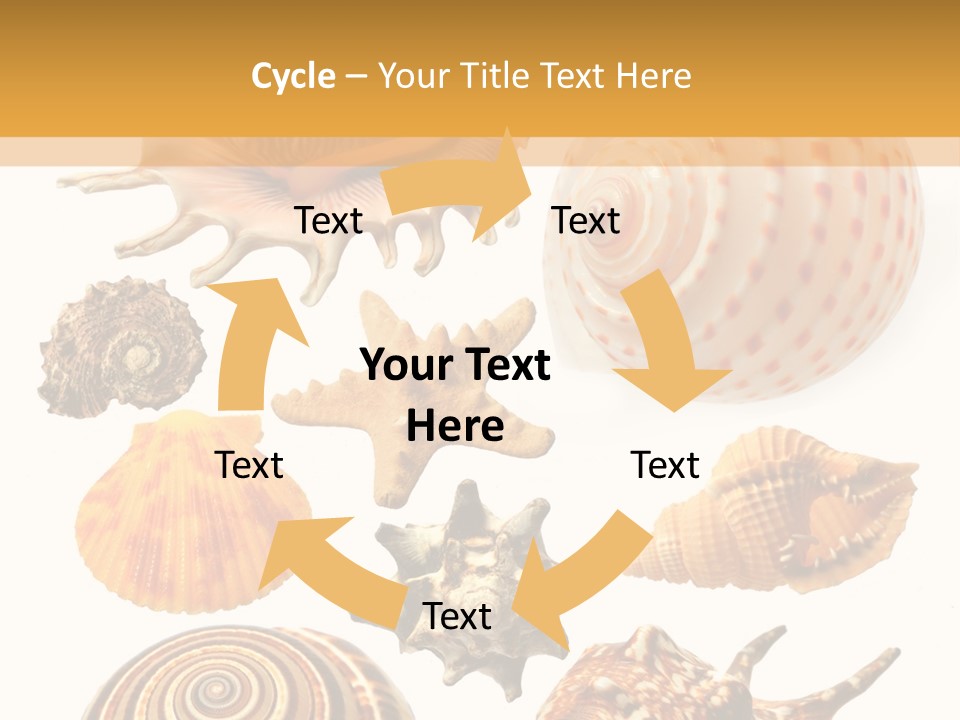 Beautiful Shells PowerPoint Template
