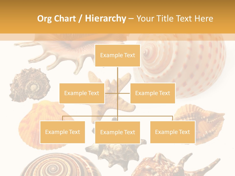 Beautiful Shells PowerPoint Template