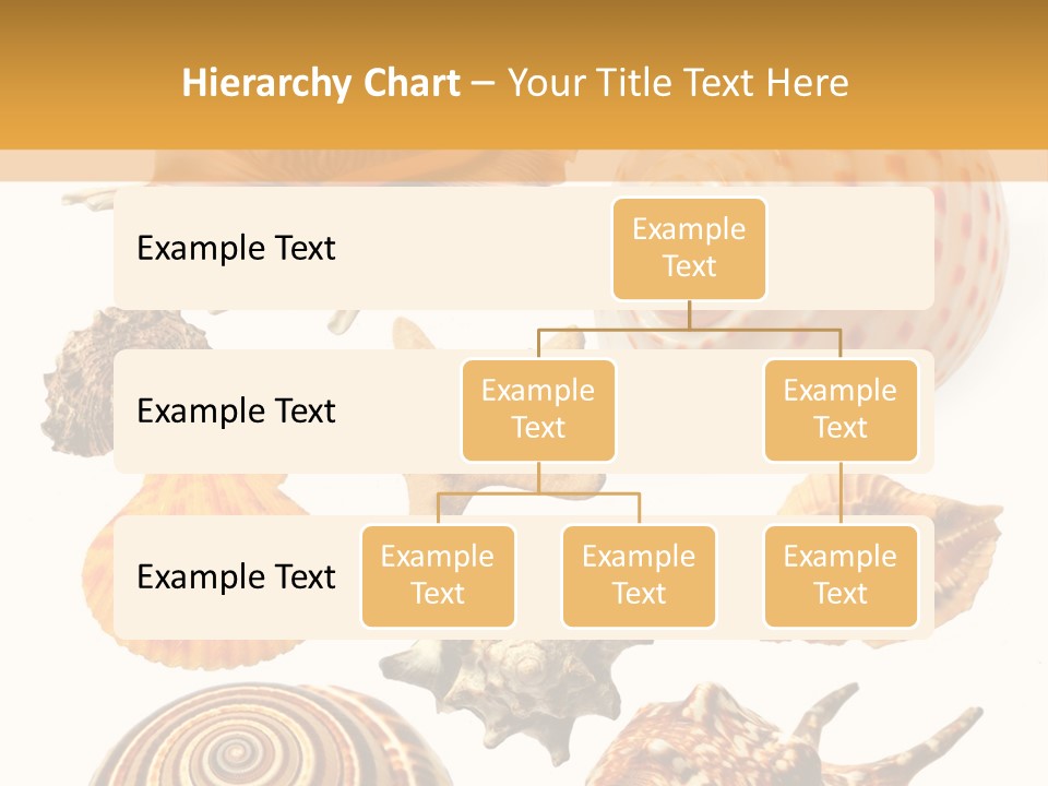 Beautiful Shells PowerPoint Template