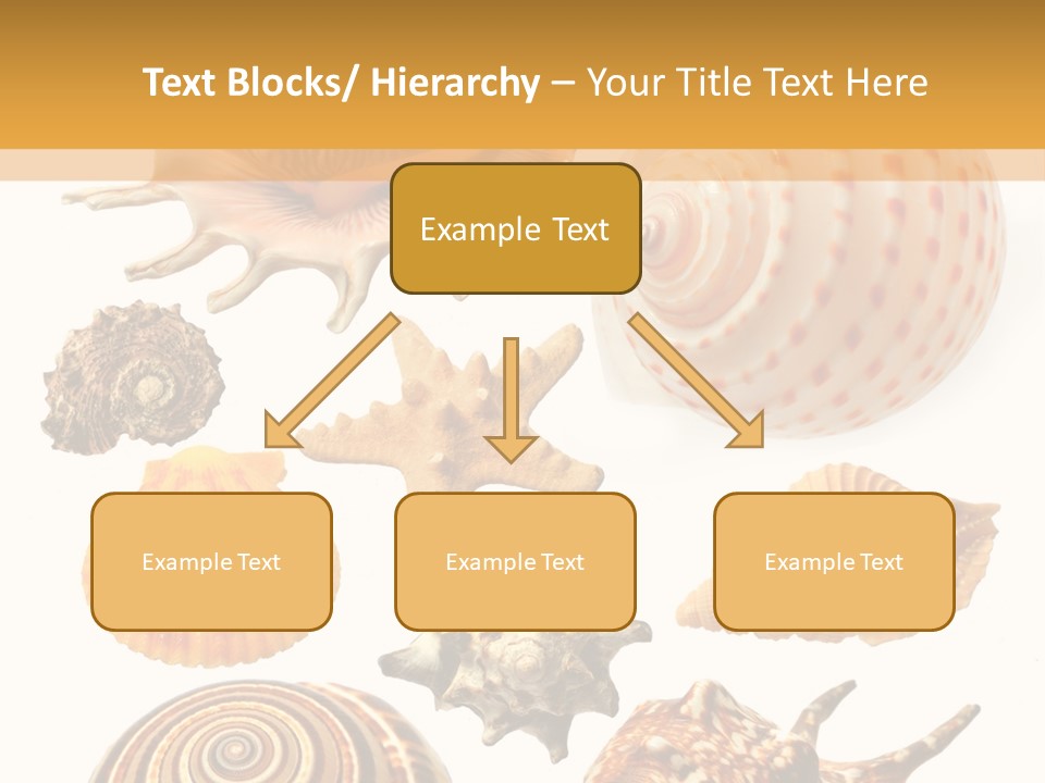 Beautiful Shells PowerPoint Template
