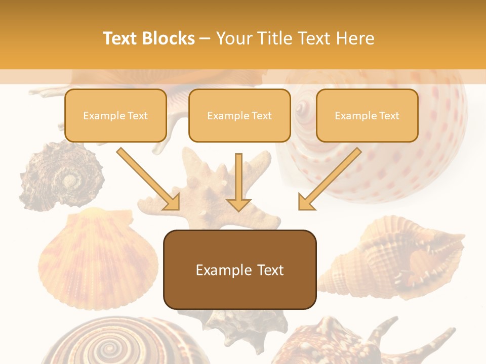 Beautiful Shells PowerPoint Template