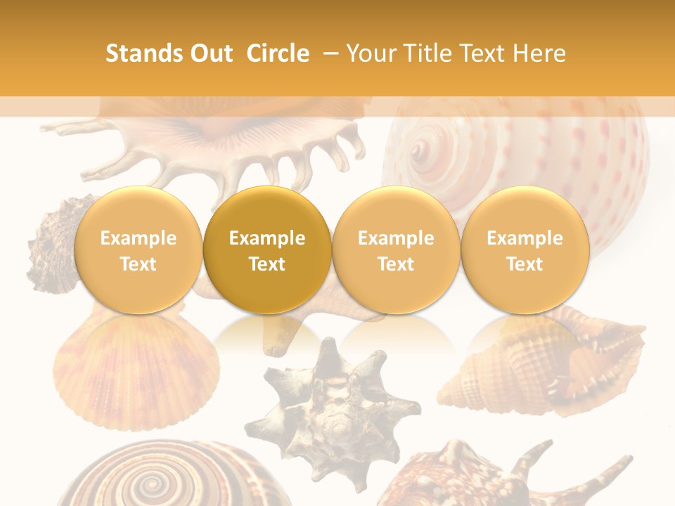 Beautiful Shells PowerPoint Template