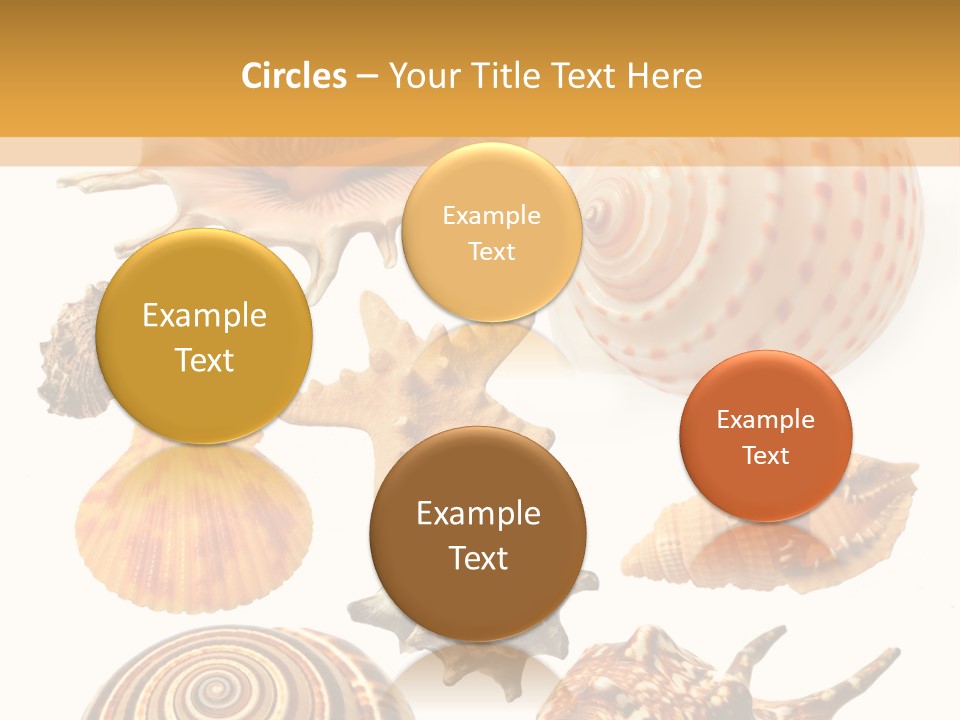 Beautiful Shells PowerPoint Template