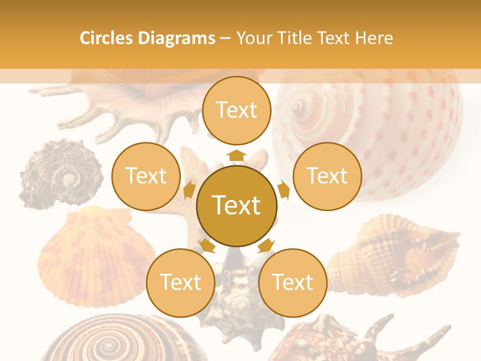 Beautiful Shells PowerPoint Template