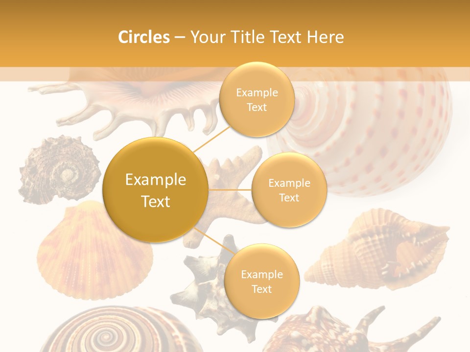 Beautiful Shells PowerPoint Template