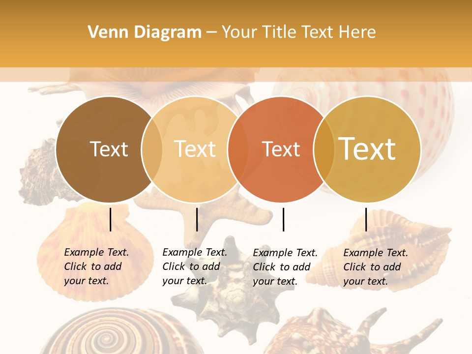 Beautiful Shells PowerPoint Template