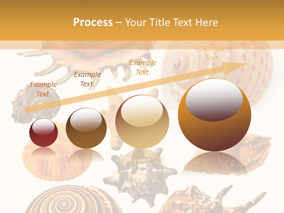 Beautiful Shells PowerPoint Template