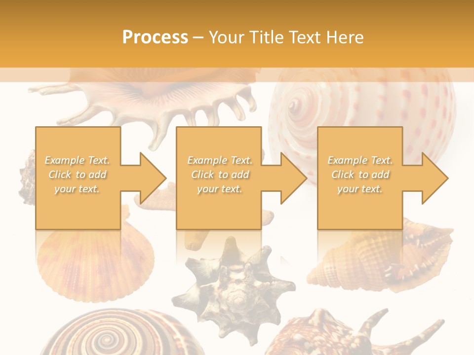 Beautiful Shells PowerPoint Template
