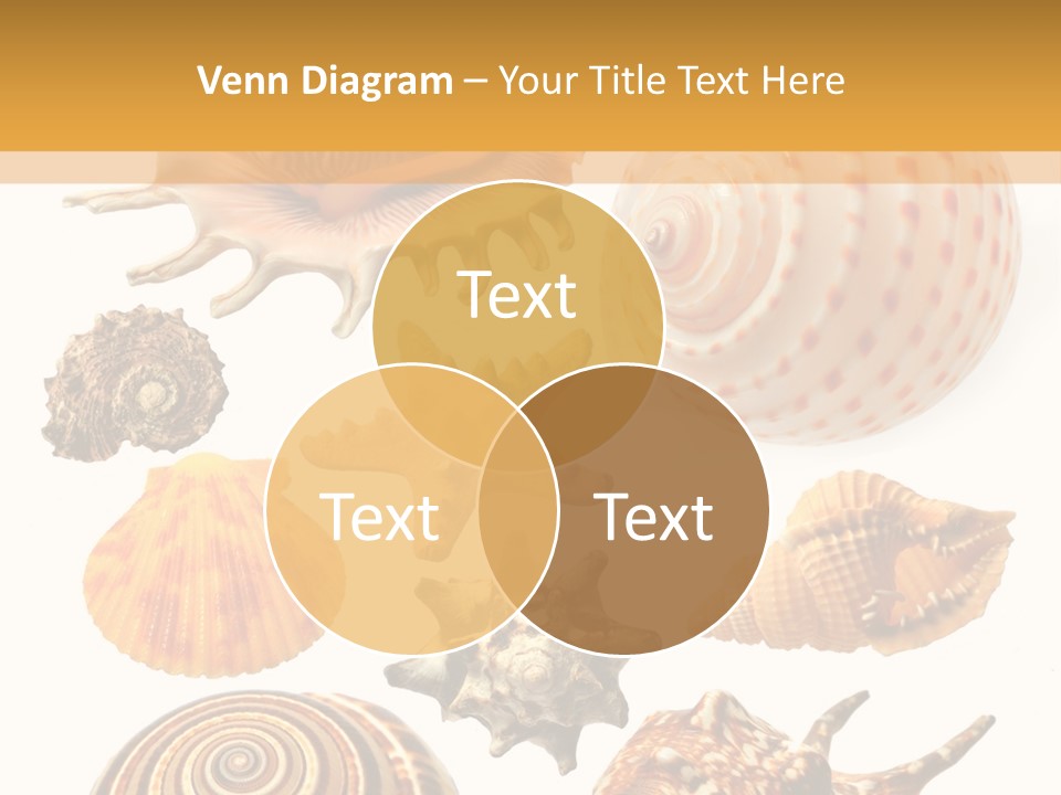 Beautiful Shells PowerPoint Template