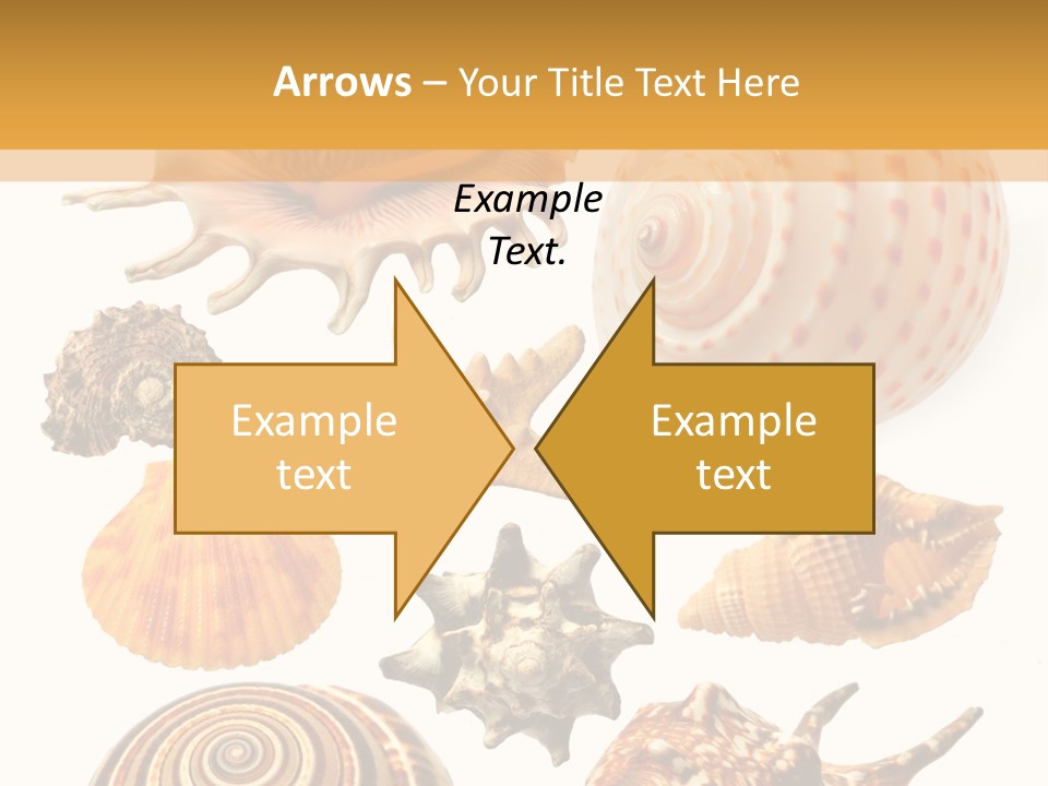 Beautiful Shells PowerPoint Template