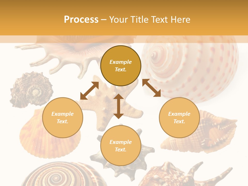 Beautiful Shells PowerPoint Template