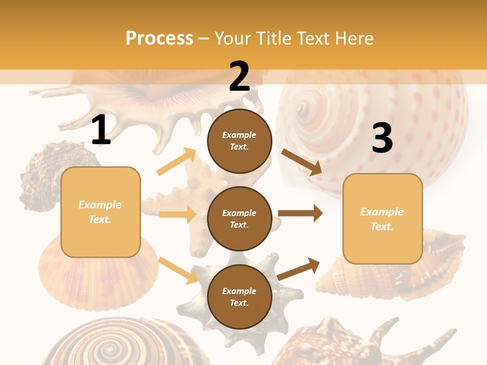 Beautiful Shells PowerPoint Template