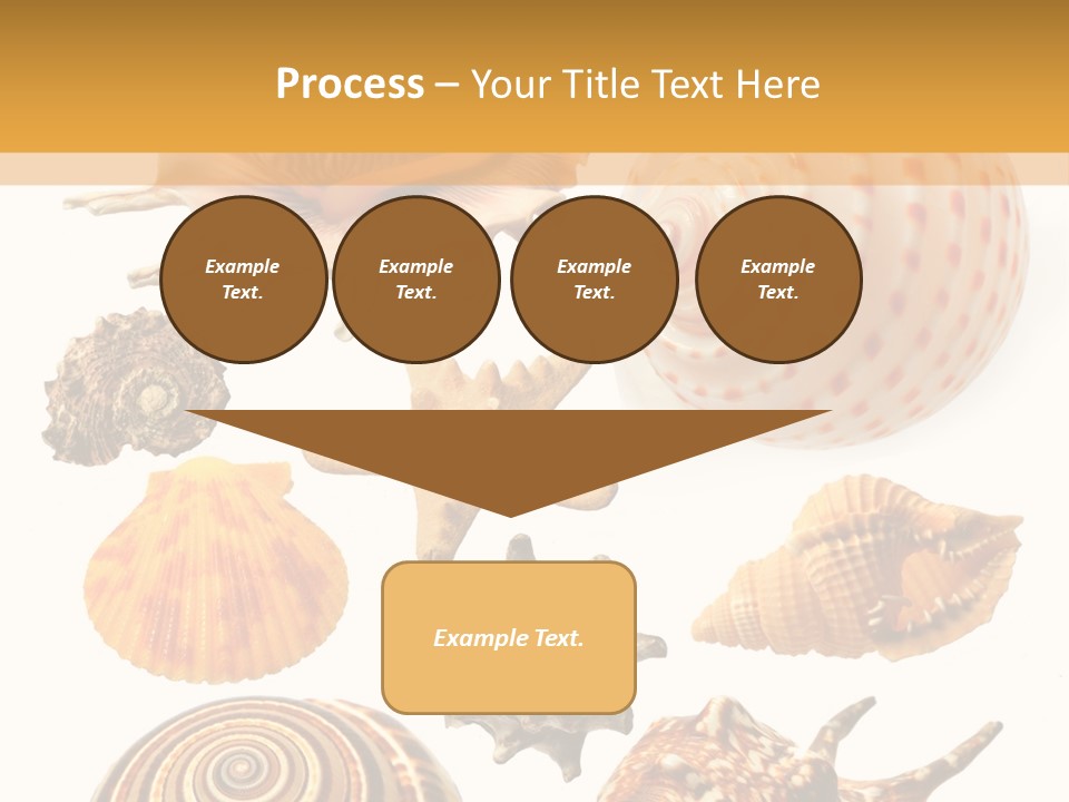 Beautiful Shells PowerPoint Template