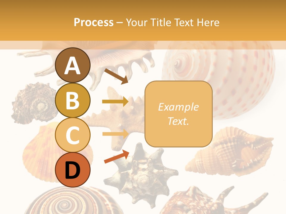 Beautiful Shells PowerPoint Template