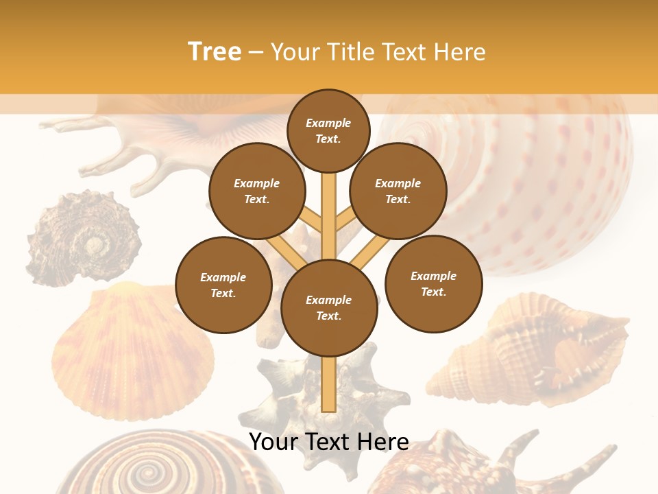 Beautiful Shells PowerPoint Template