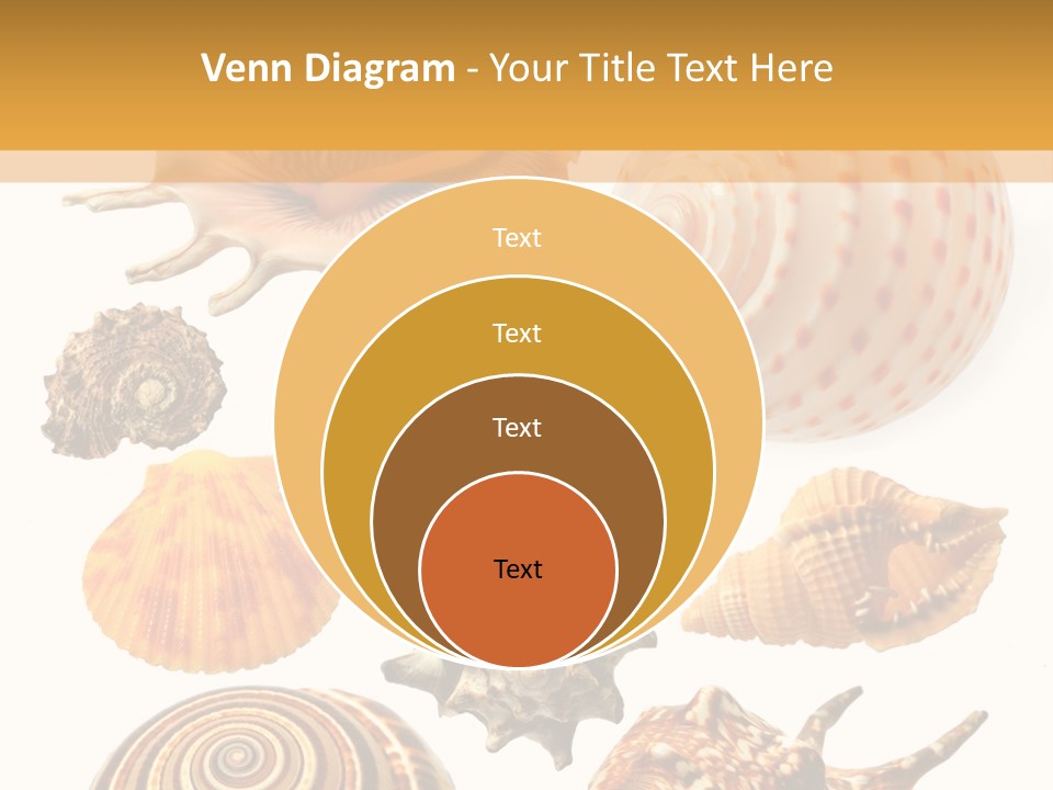 Beautiful Shells PowerPoint Template