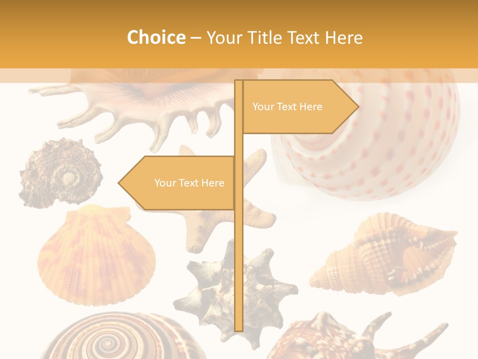 Beautiful Shells PowerPoint Template