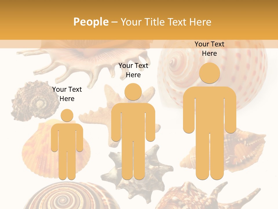 Beautiful Shells PowerPoint Template