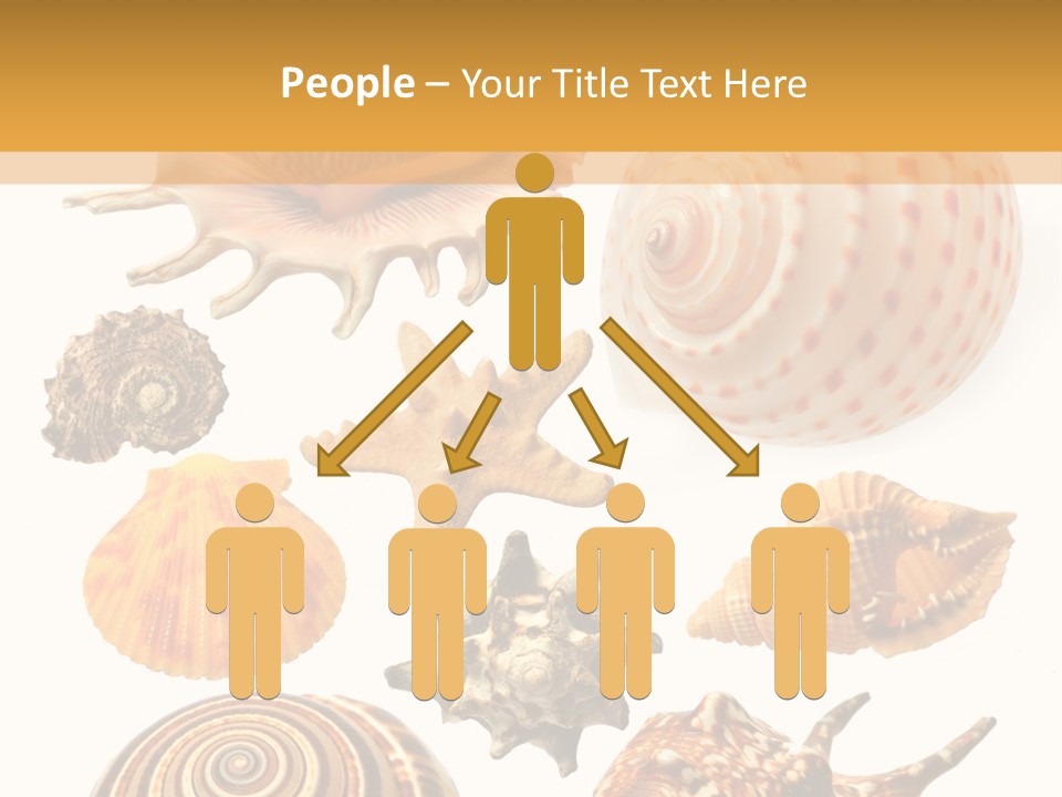 Beautiful Shells PowerPoint Template