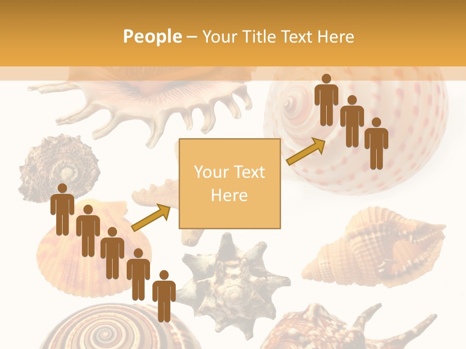 Beautiful Shells PowerPoint Template
