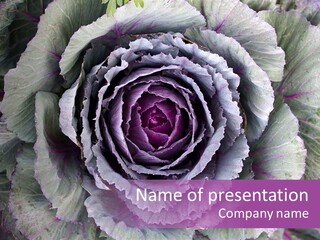 Ornamental Cabbage White PowerPoint Template