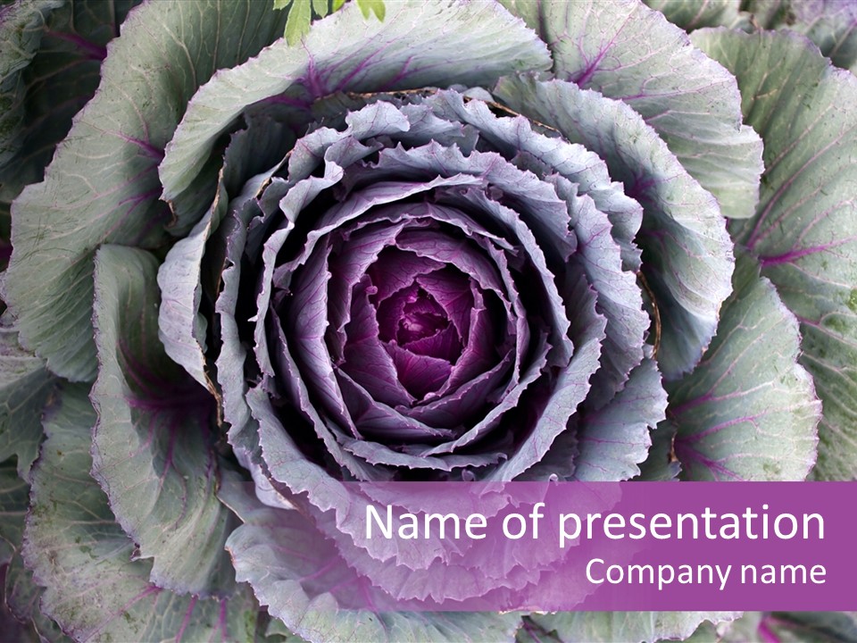 Ornamental Cabbage White PowerPoint Template