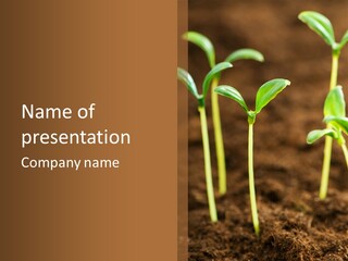 Sprout Plant Seed PowerPoint Template