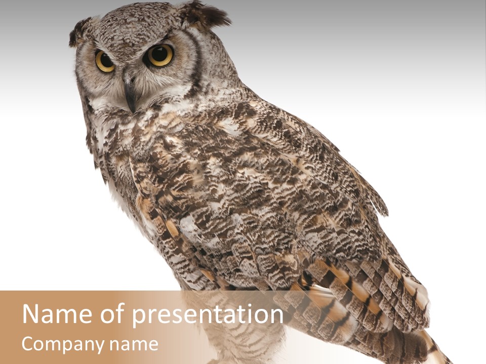 Owl White Background PowerPoint Template