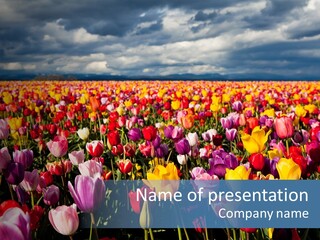 Field Of Tulips PowerPoint Template